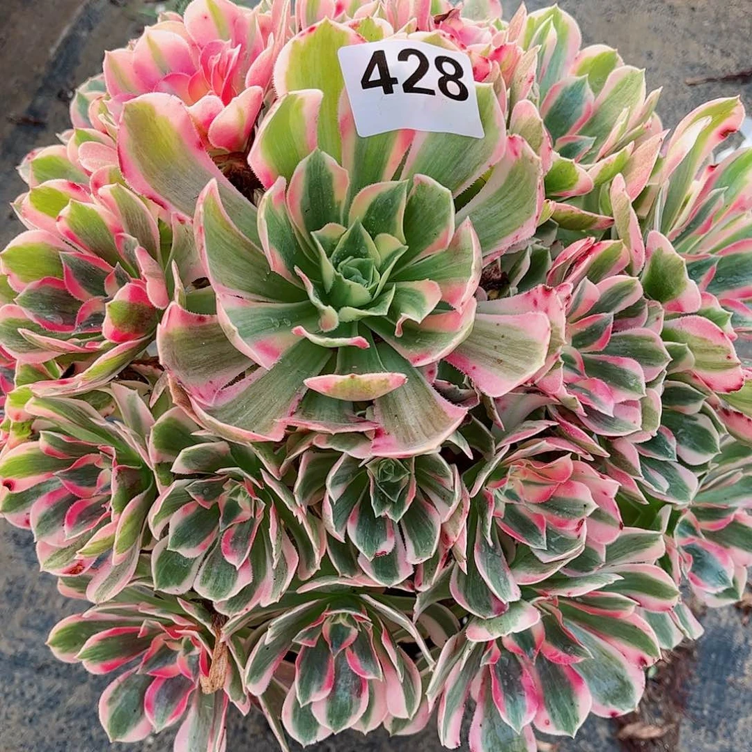 无花朵多肉植物428