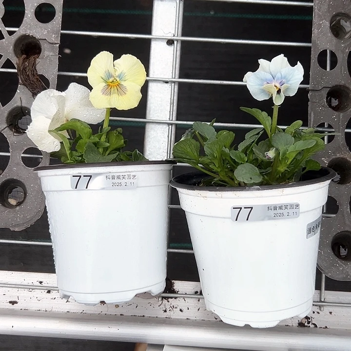 水晶抖音直播闪拍77