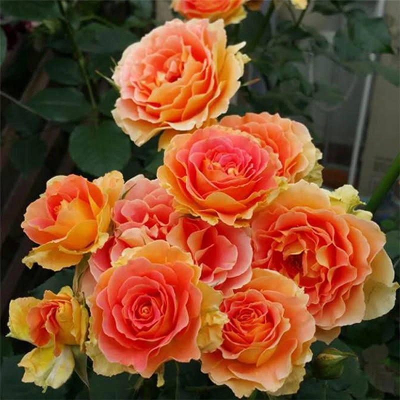 【铜管乐队】多季丰花花园阳台庭院盆栽绿植玫瑰花卉开花月季