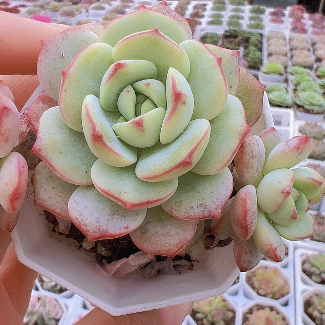 老桩香草19包邮多肉