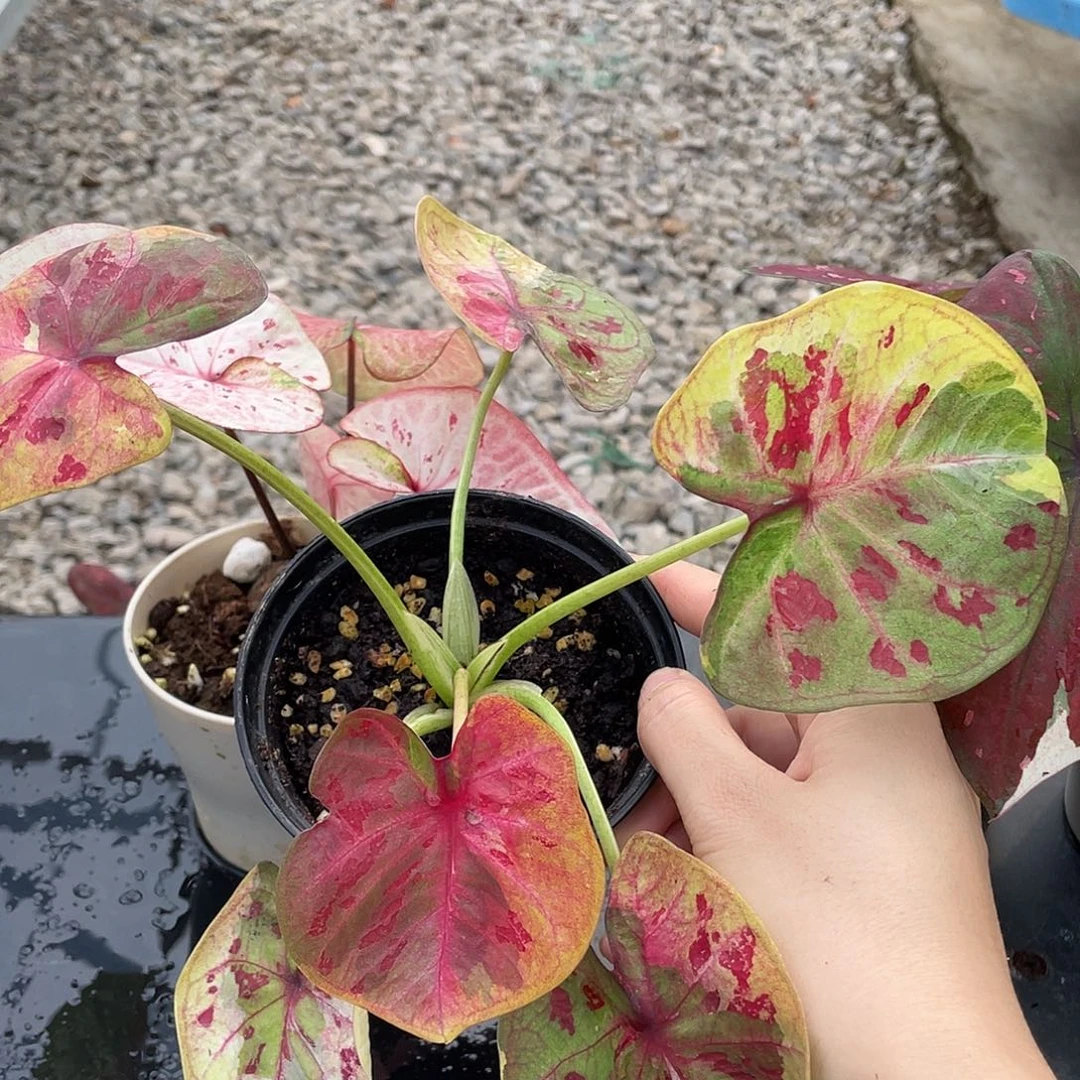 无花朵真神养定发货