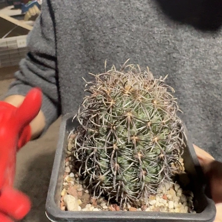 一行园艺【风舞】1颗