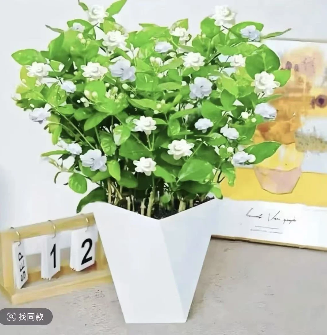 带盆带花苞重瓣浓香型茉莉花盆栽可室内外种植四季开花好养活