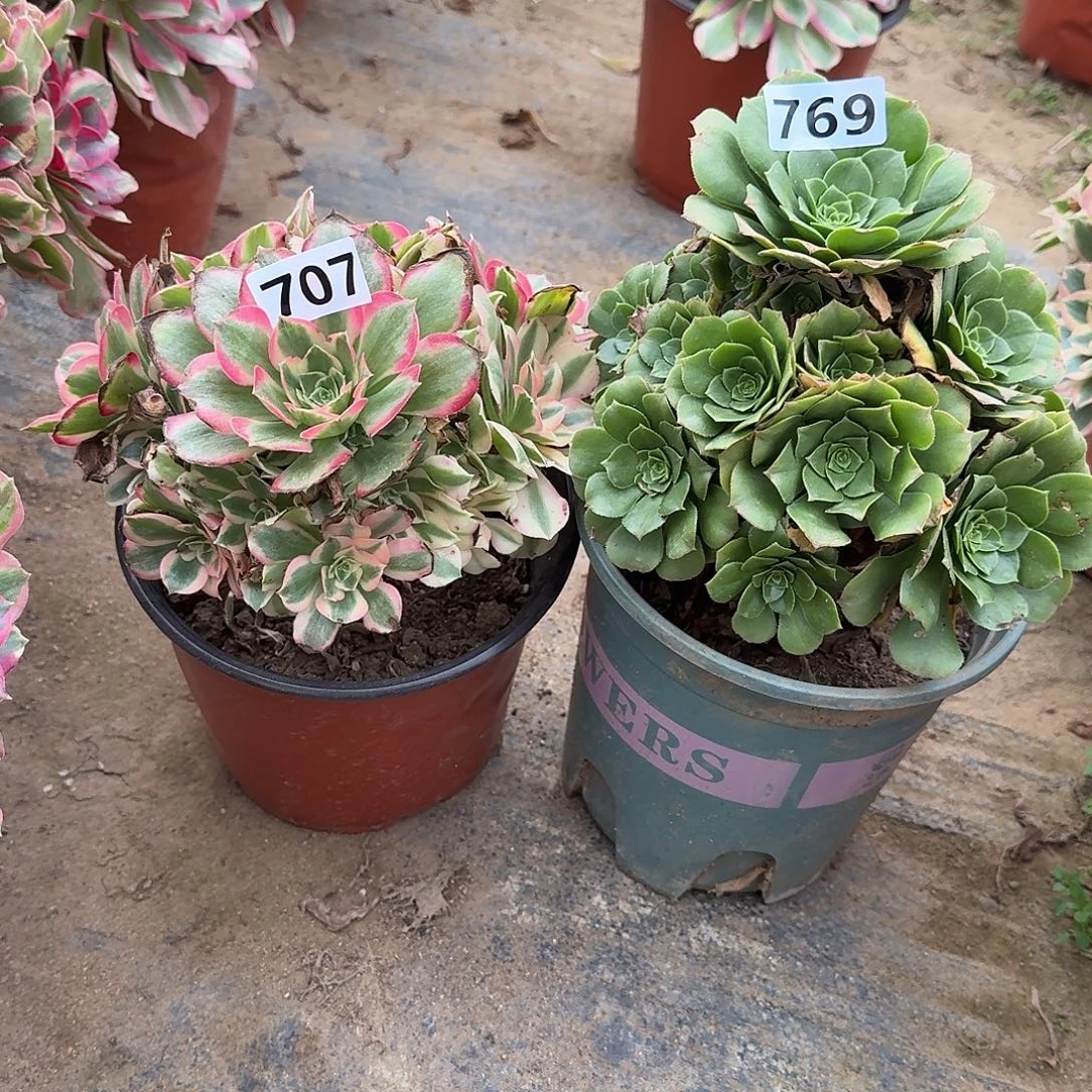 多肉植物2个769号707号