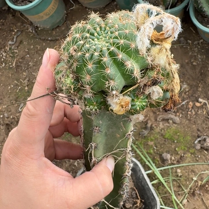 395秀普嫁接丽花不好斑脱土掰花