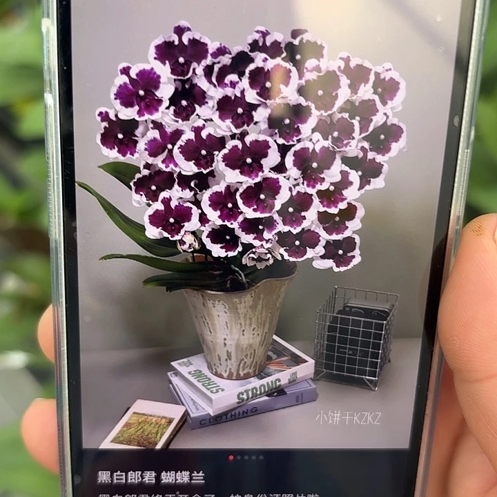 当前无花栽培后可以开花黑白郎君2.5寸带剑