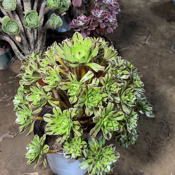 多肉植物法师碧火18