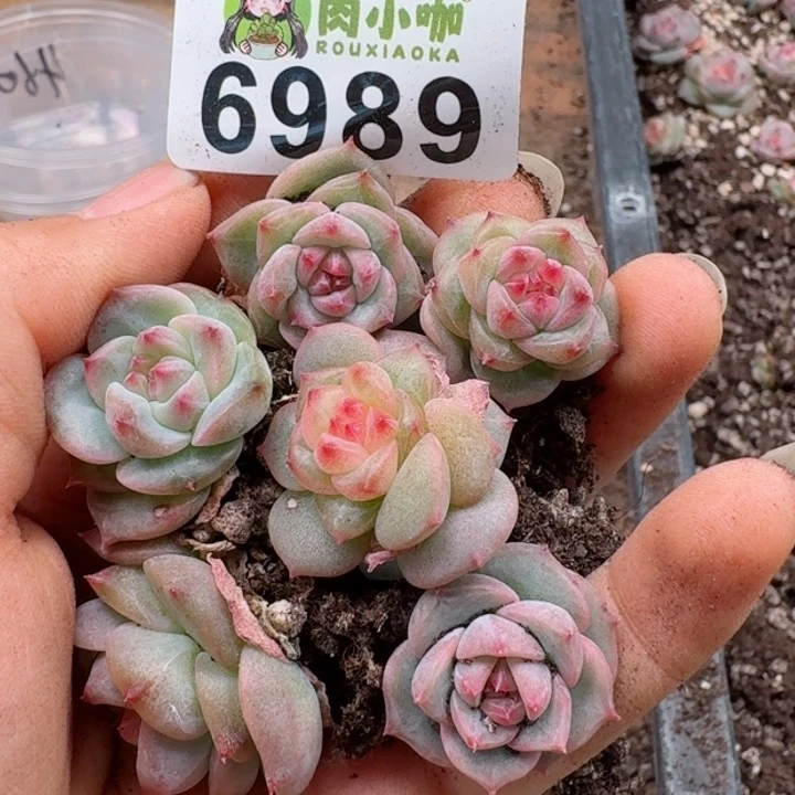 多肉植物多肉植物