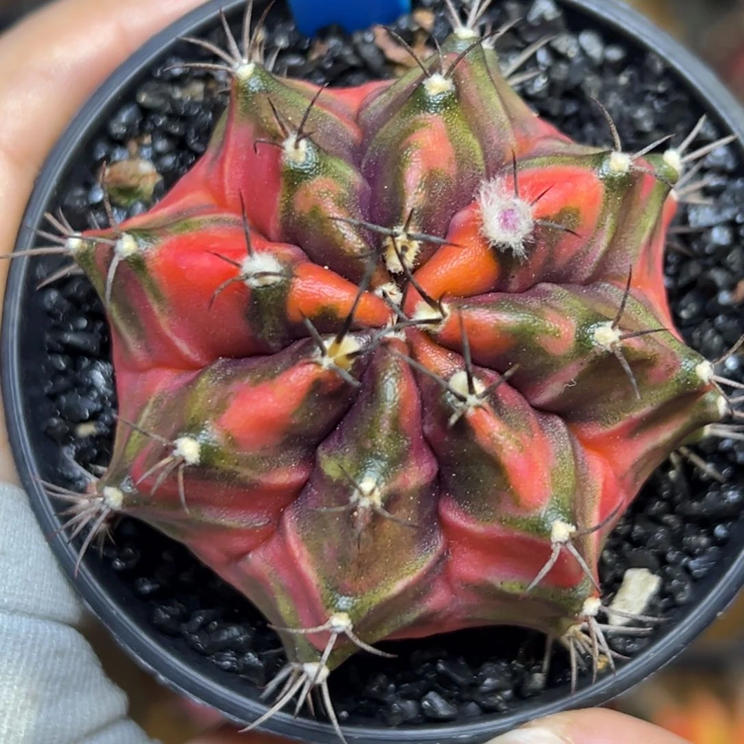 泰系侧芽豪臀米哈锦153