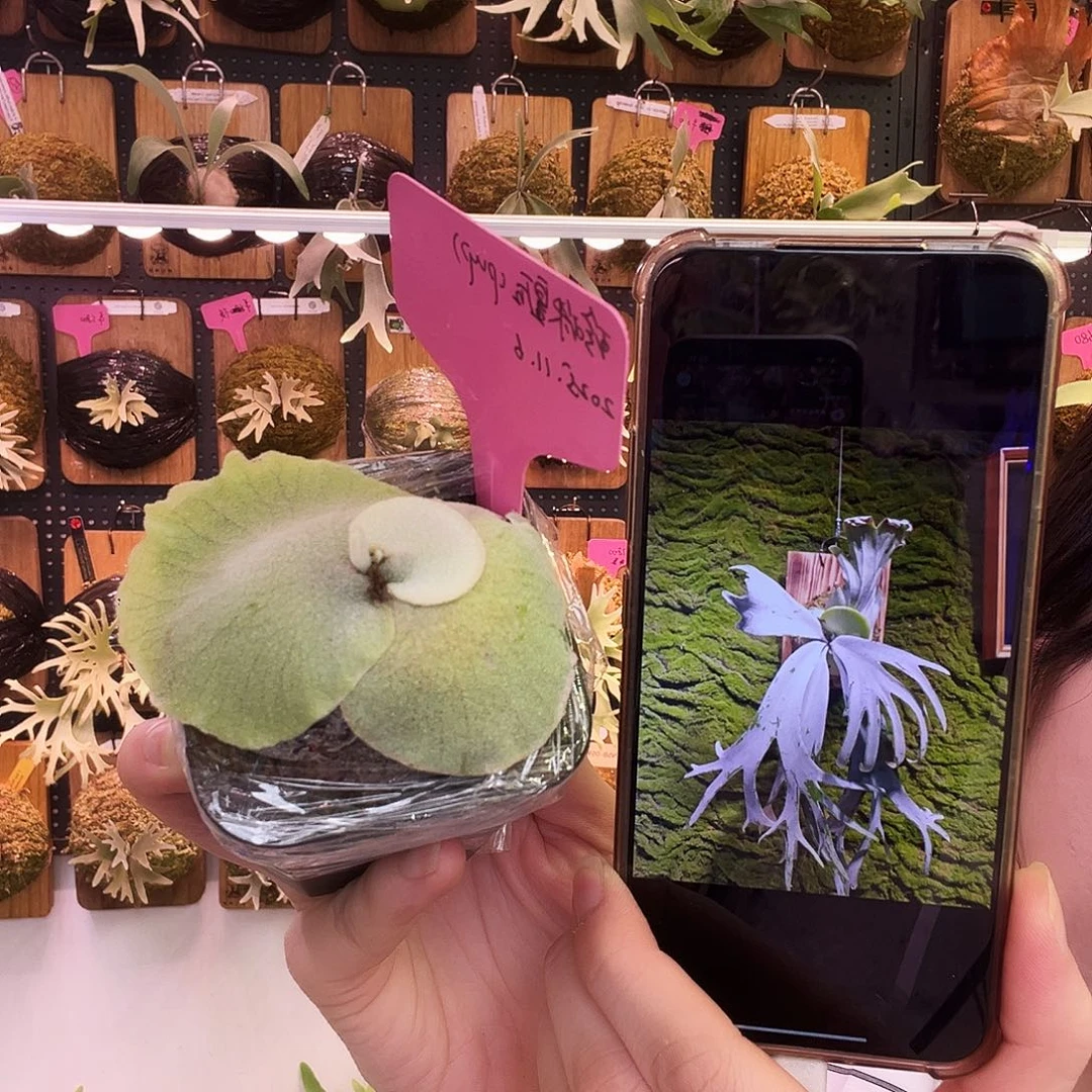 晴花 珍珠皇后二代侧