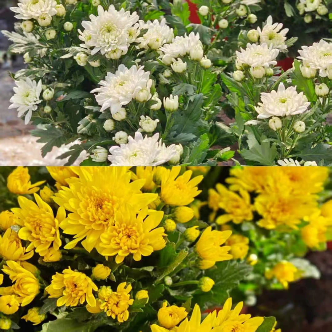 【深秋白水晶组合】小雏菊盆栽带花苞宿根多年生庭院阳台新手好养新
