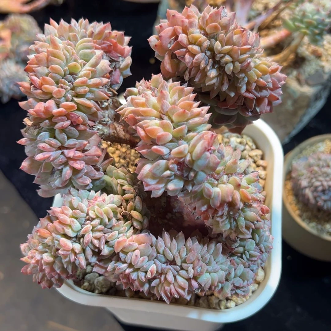 新年快乐 粉琥珀 新年快乐