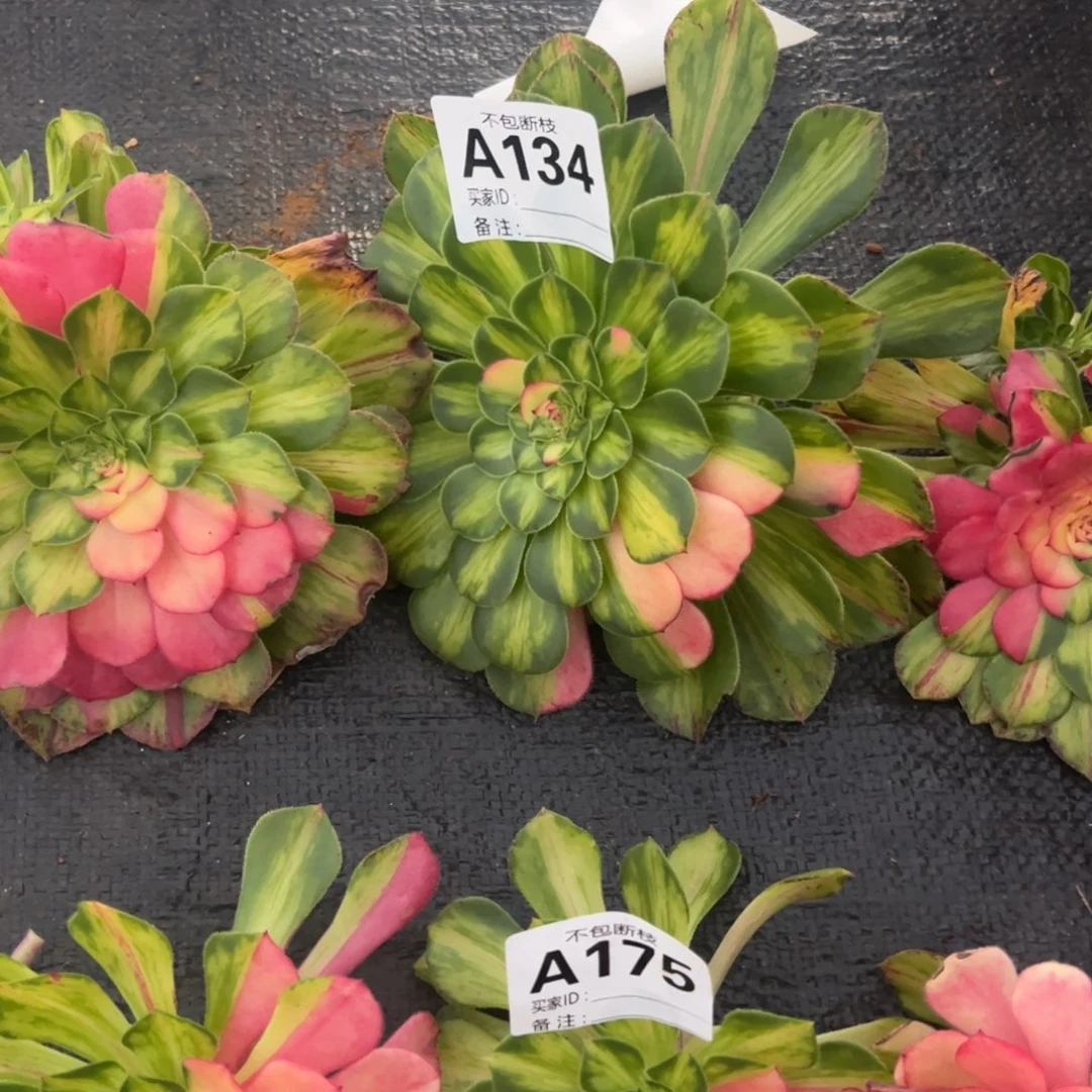 小****艺精品多肉植物134