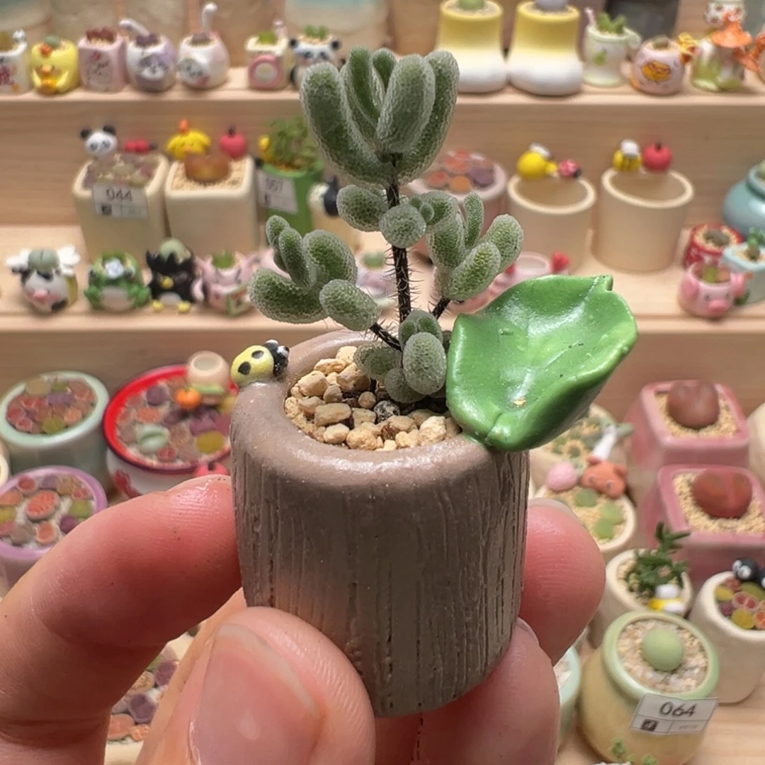 多肉植物99号拇指盆