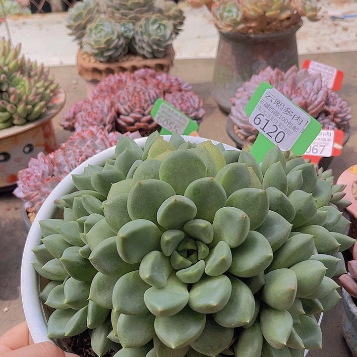 6120红象牙。