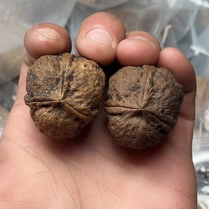 核桃58号鱼籽纹三楞36尺