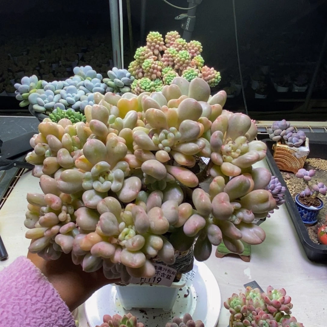 119比尔盖茨多肉15cm