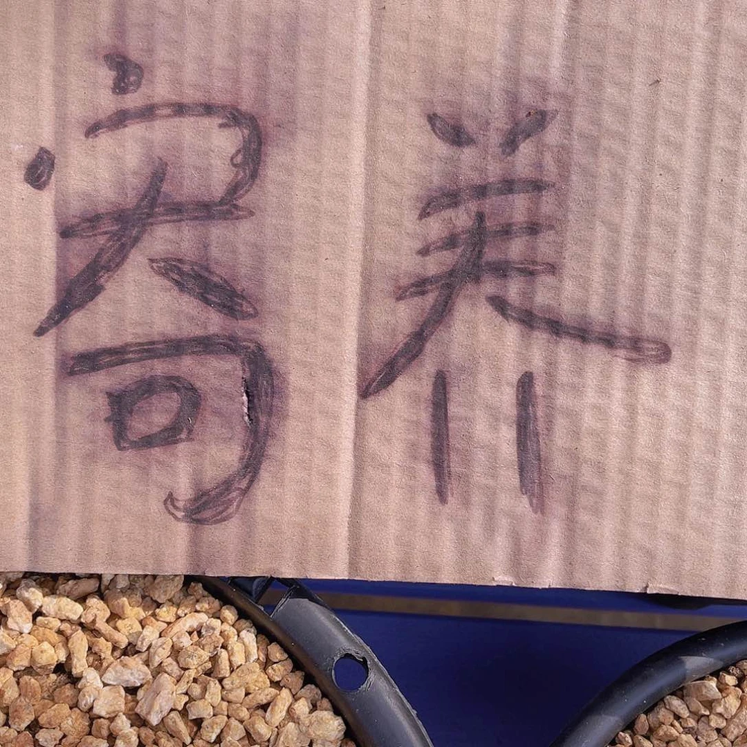 寄养专拍链接666