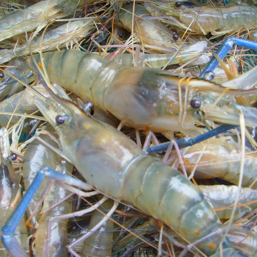 新鲜罗氏虾速冻大头虾冷链发货