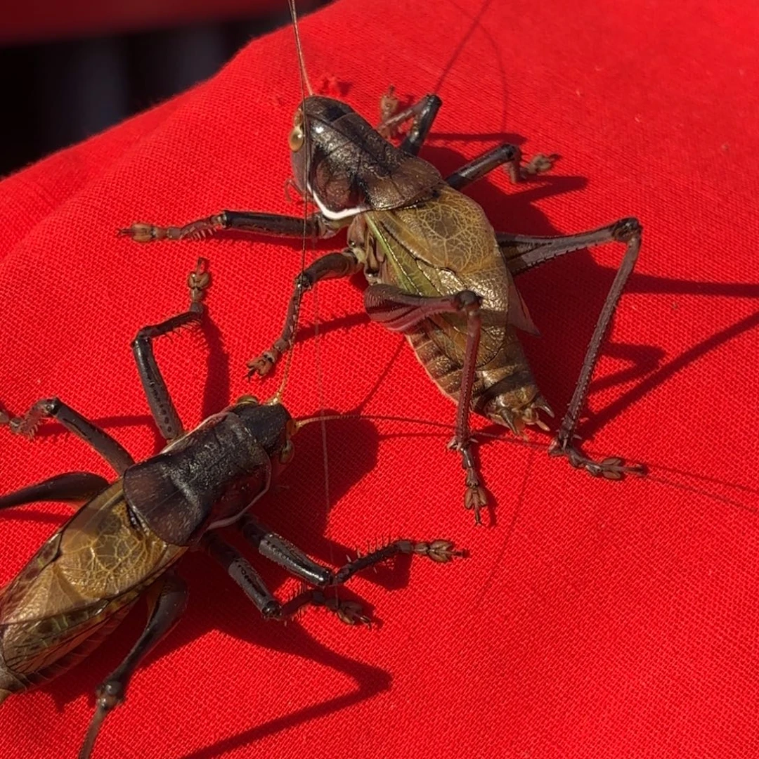 宝***哥蝈蝈蝈蝈福福价格