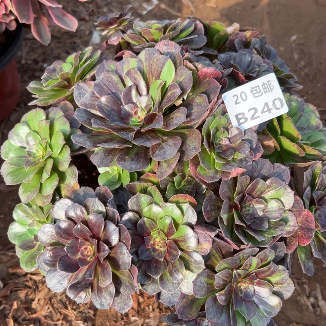 240花月夜，多肉法师