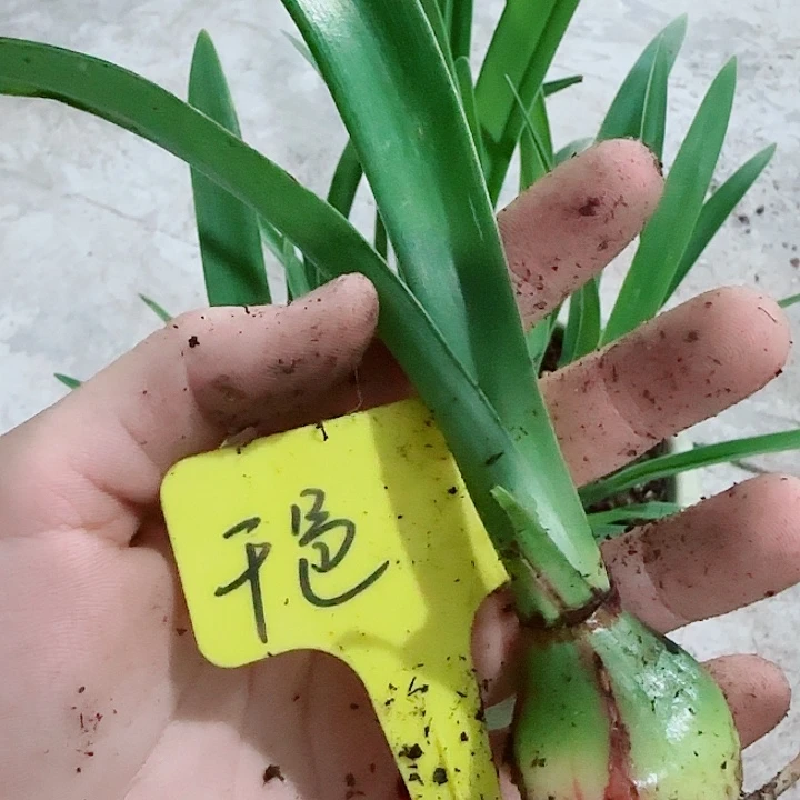 俊***l干邑橙酒3cm，裸球发
