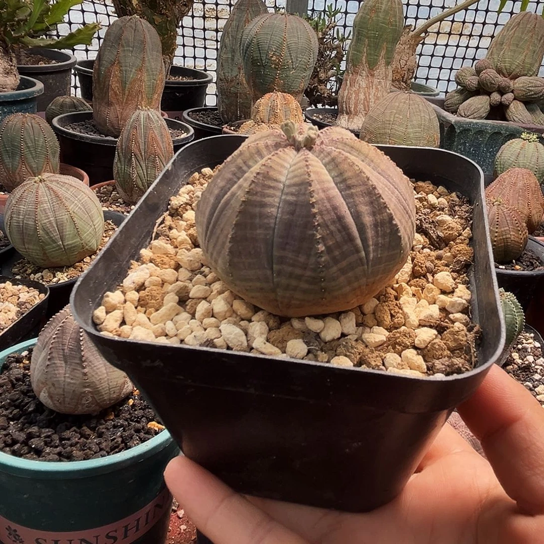 磨砂质感彩色皮拍下不退不换