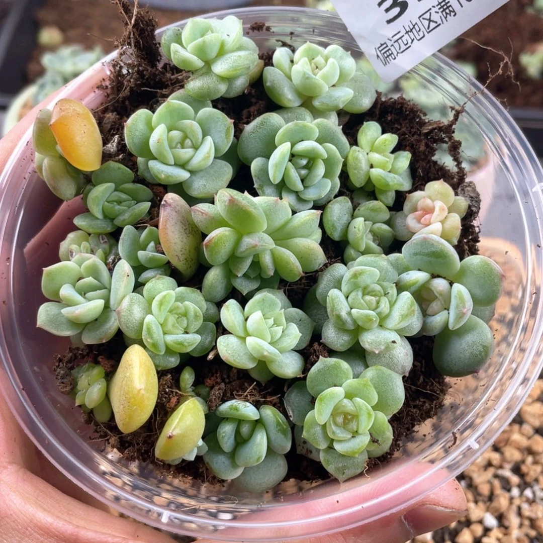 圆叶彩糖混一物一拍392..