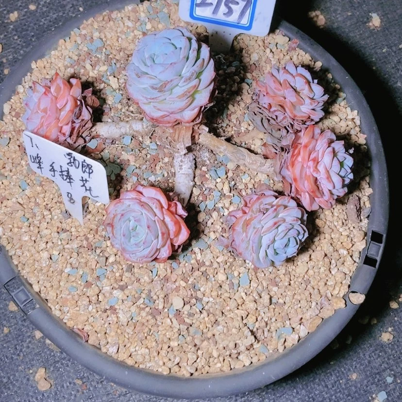【闪购商品】桃*2757