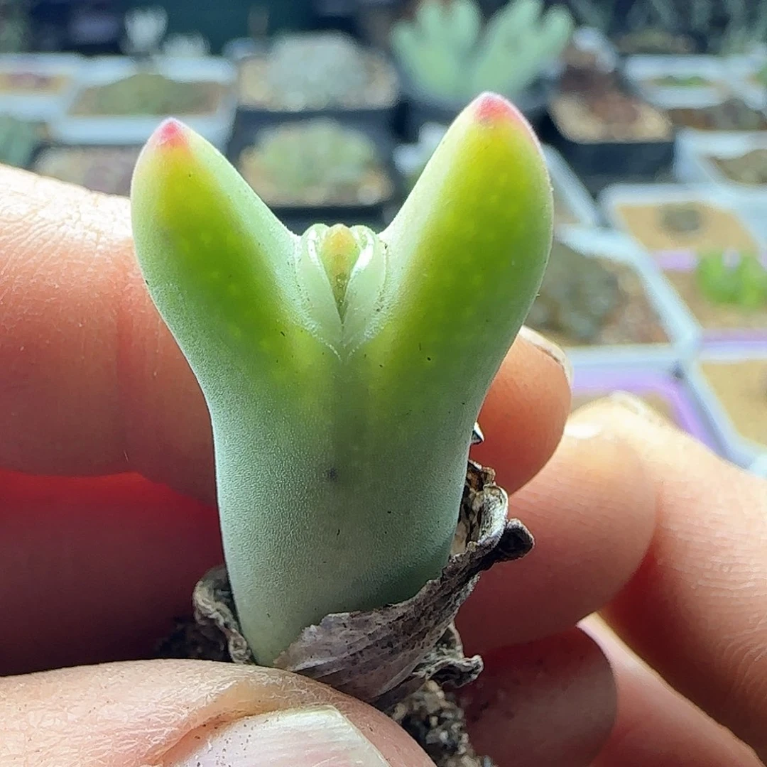 雨*脱土28包邮26389