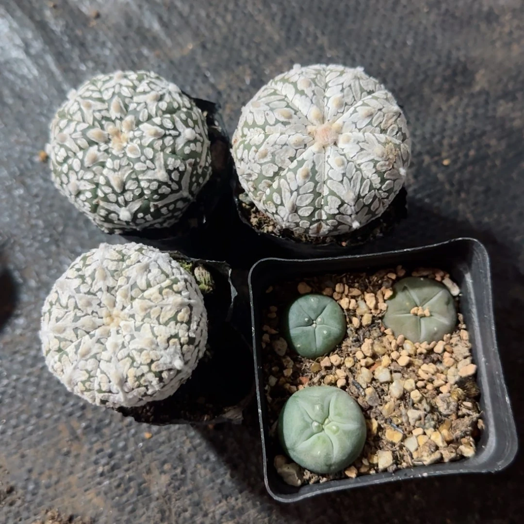 沐*实生兜多肉3颗➕草球一盒