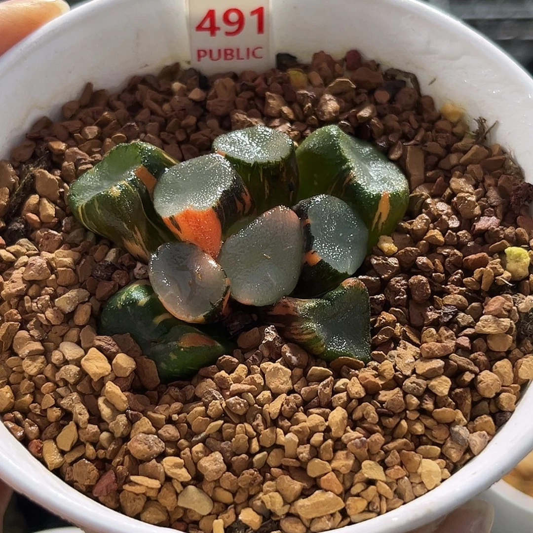 491空门万象锦福利