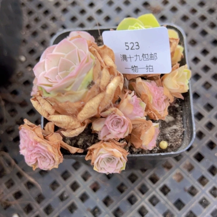 523 裸根不带土发货不包损