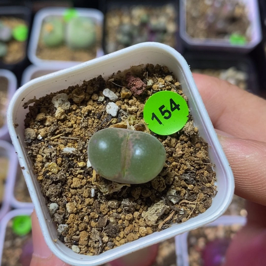 粉红女郎母本大窗多肉植物154