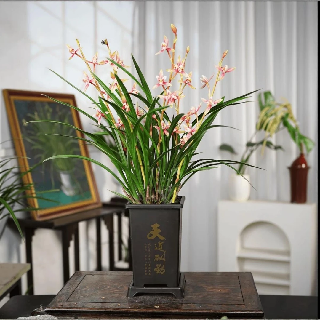 【黄金彩虹5-8只花剑】四季兰名品兰花基地直发好养护带盆发货