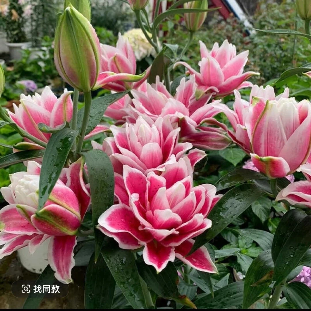 【粉丝福利】（火星之恋+伊莎贝拉）买五个送一个稀有品到手6颗