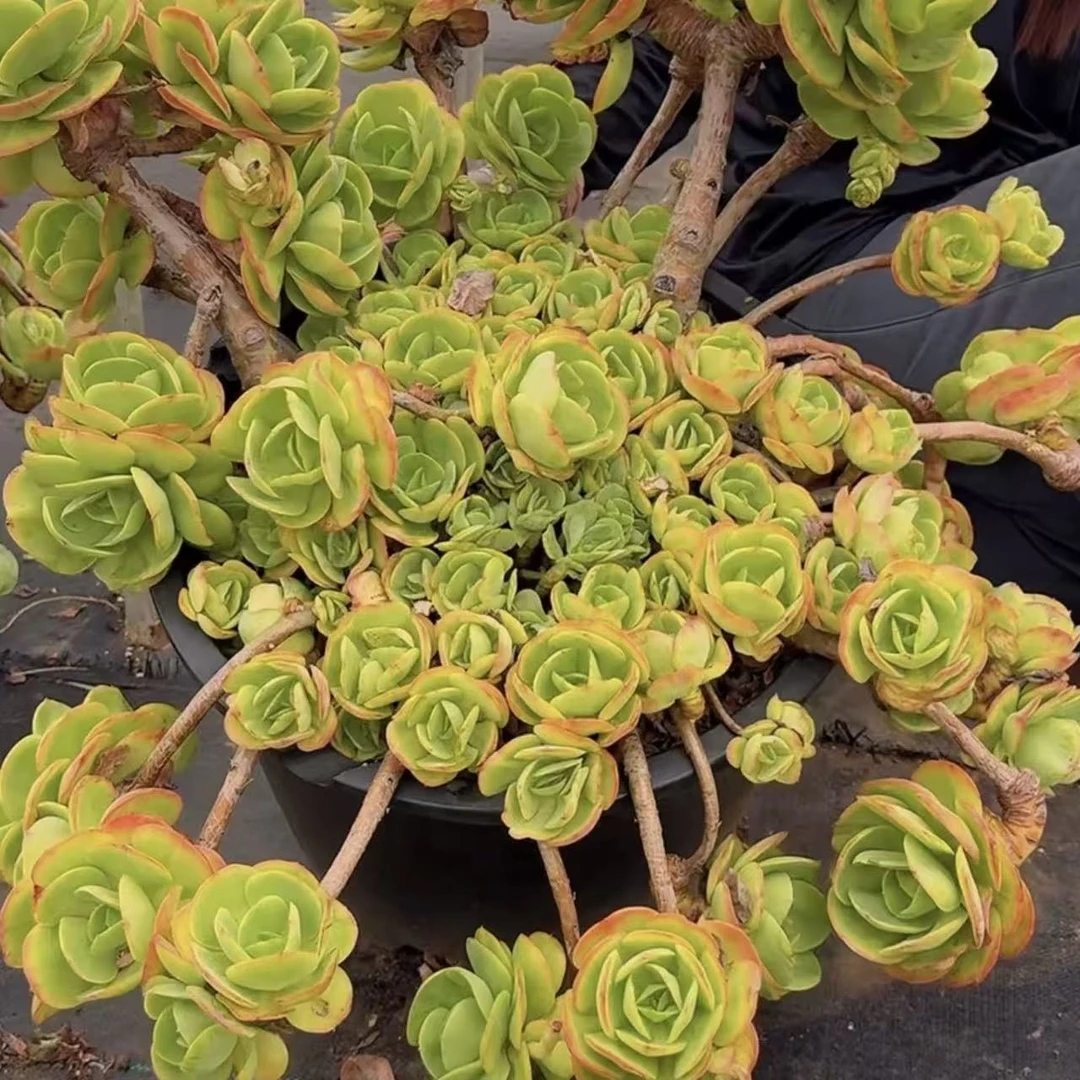 零花钱多肉 盆栽精品大碧桃 飘枝造型悬崖老桩  多肉植物