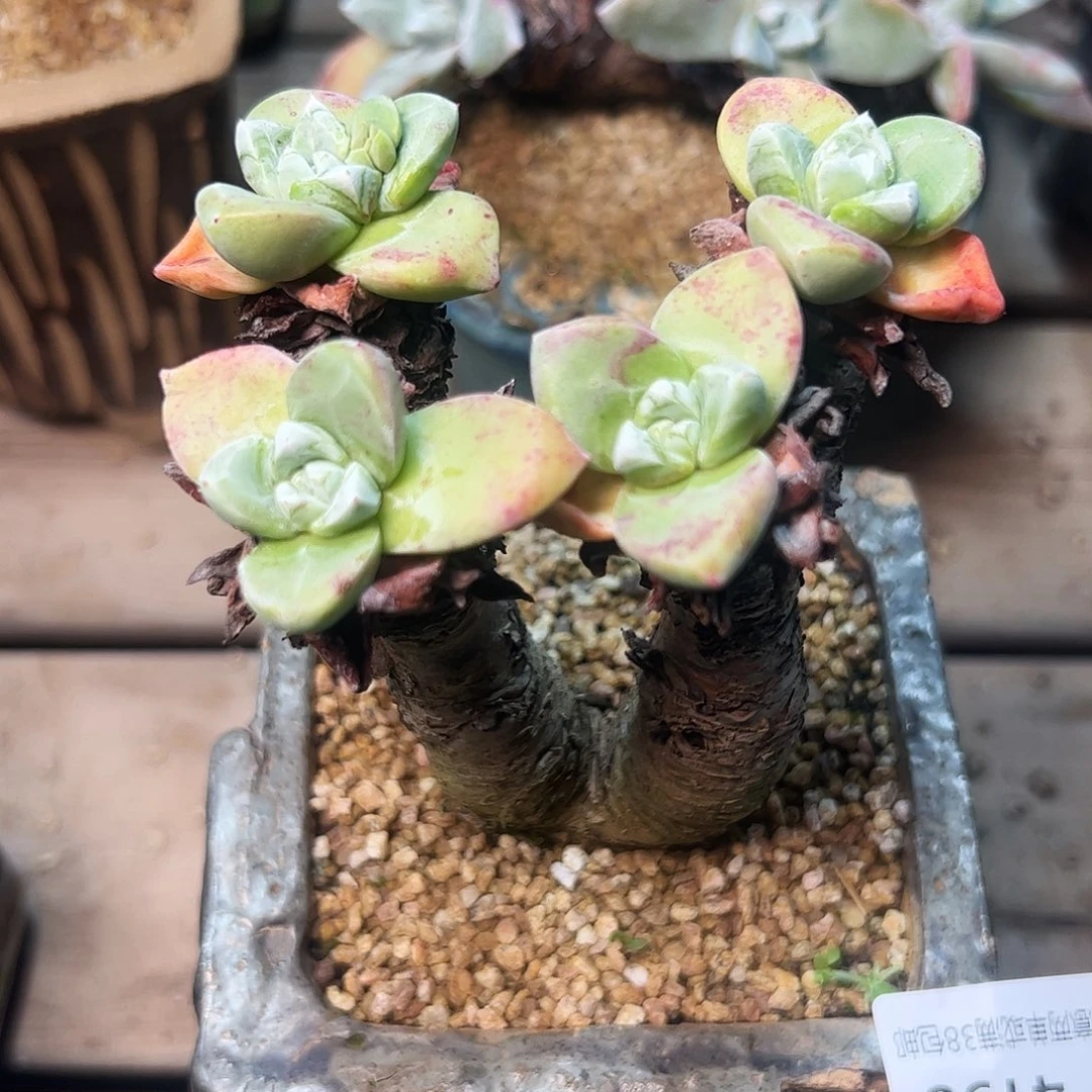 4198苹果叶仙女杯多肉