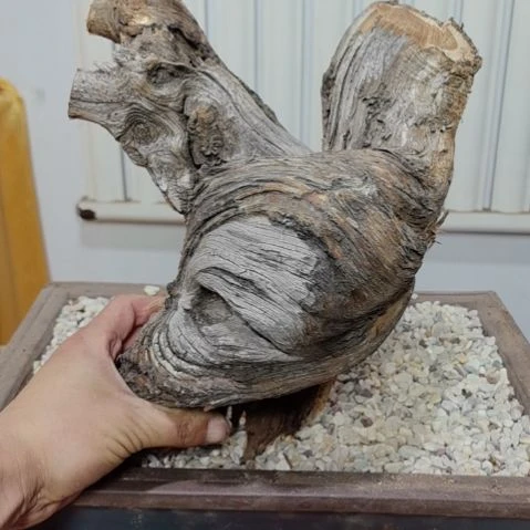 柏木（崖柏）培****工