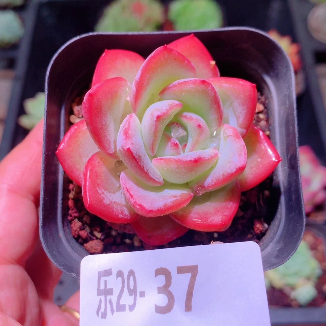 乐然29-37 草莓泡芙