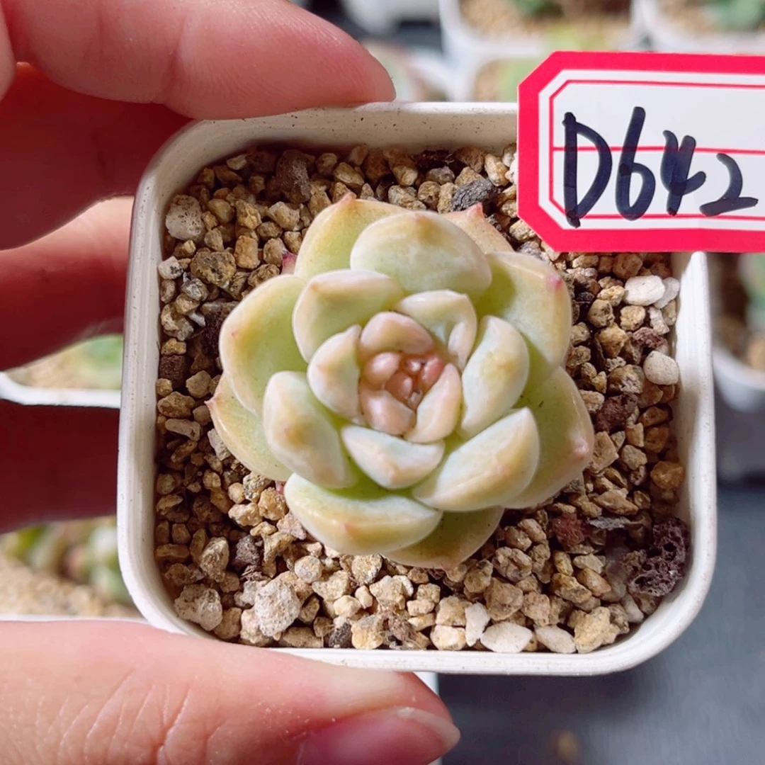 D642 一物一拍 18包邮