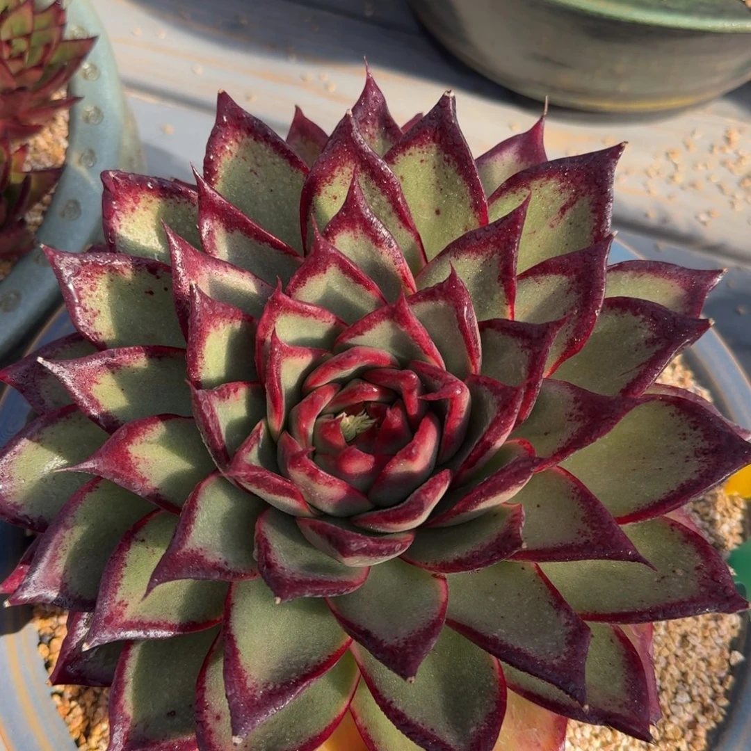 从前慢花园多肉编号1228-155