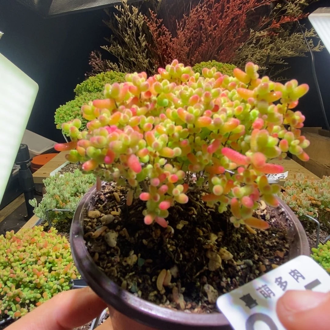 蜜桔枝干番杏995