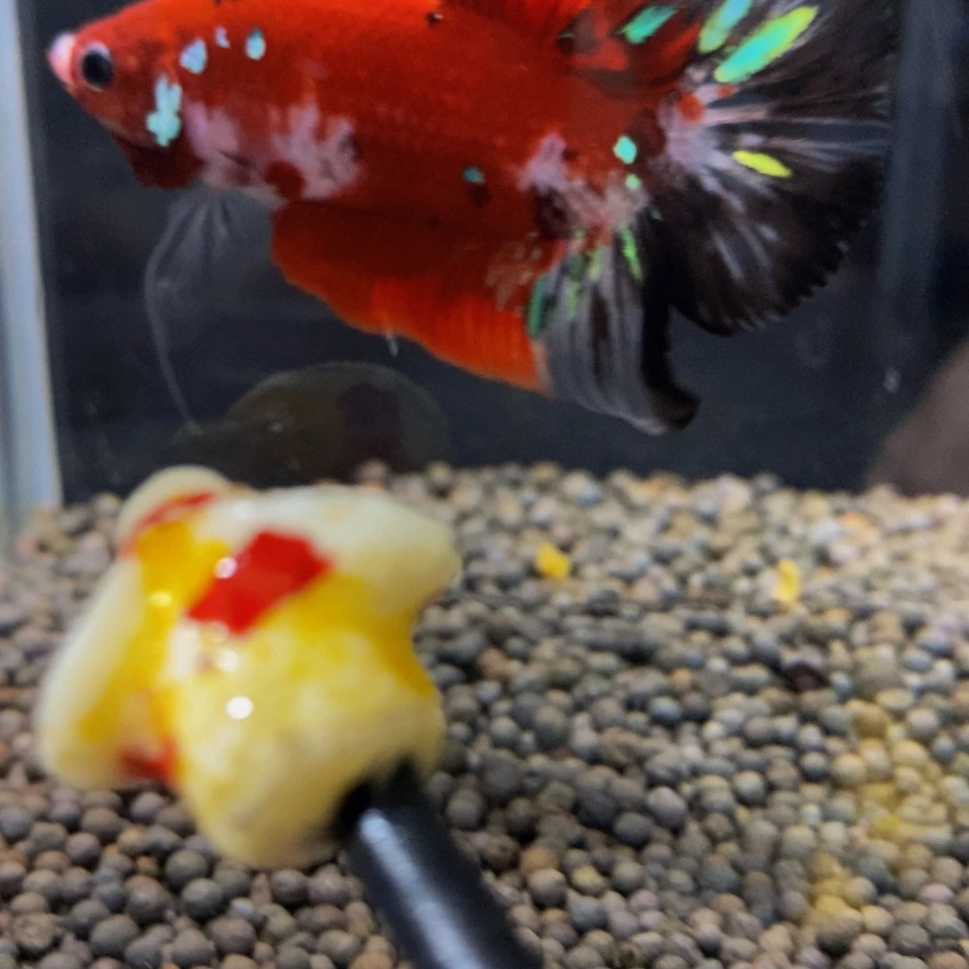 斗鱼167巨斗111111