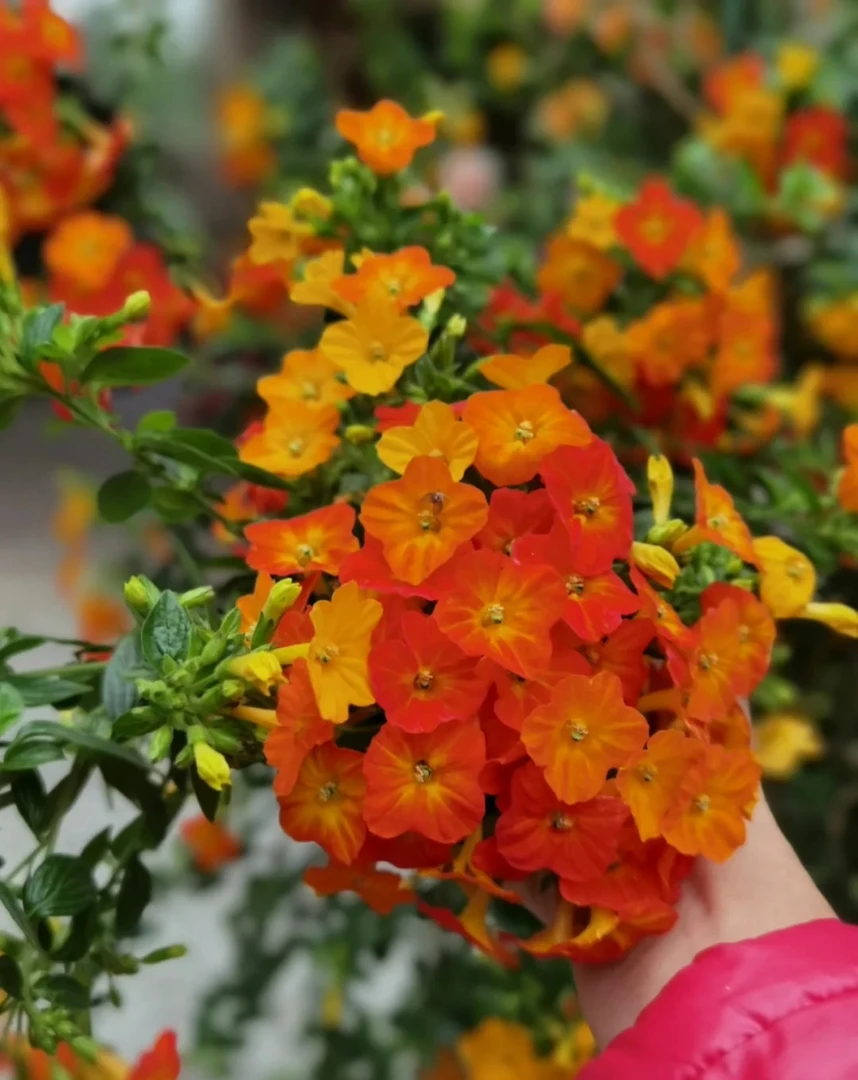 【扭管花】盆栽棒棒糖3年以上老桩独杆耐热耐寒稀有室内室外四季花