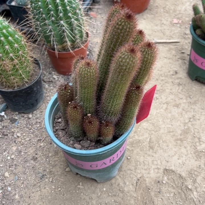 木****吉祥如意等名家名作和