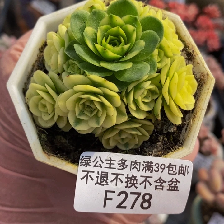 柠檬玫瑰锦6cm278多肉植物