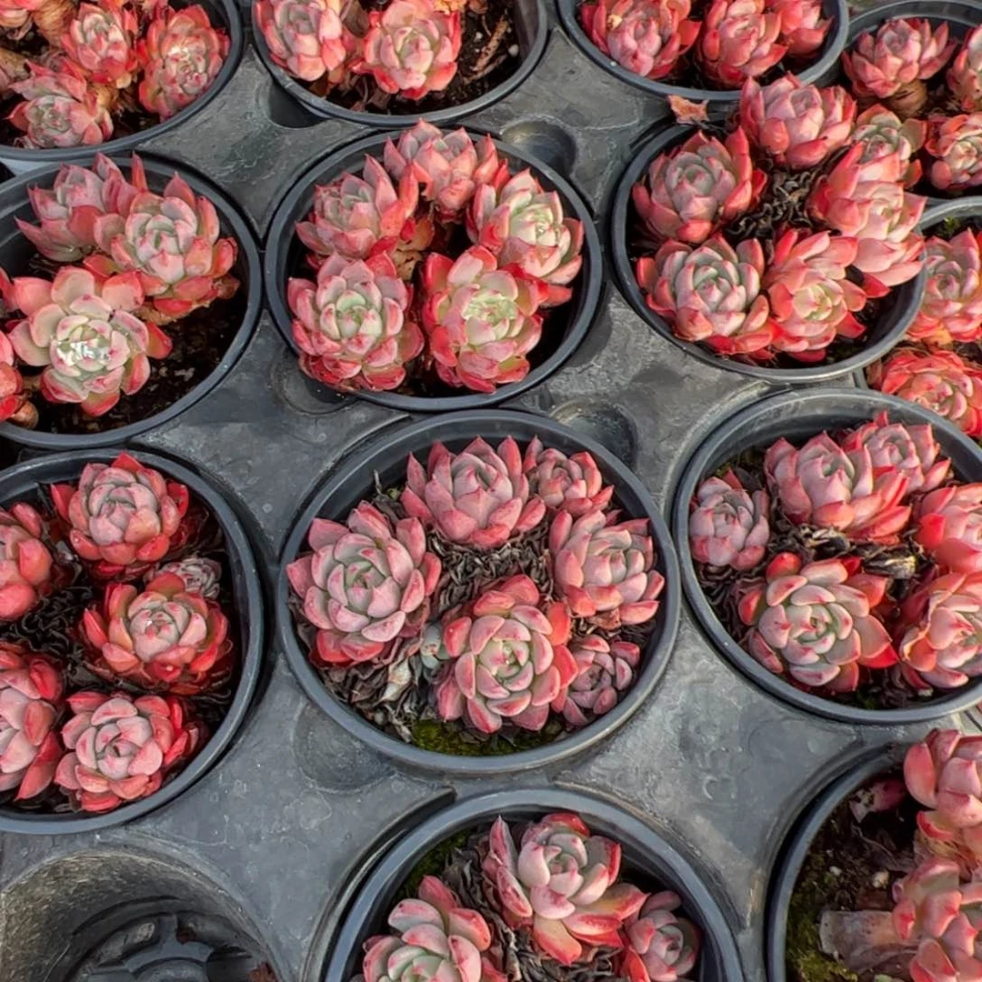 新疆包邮 娜娜小勾