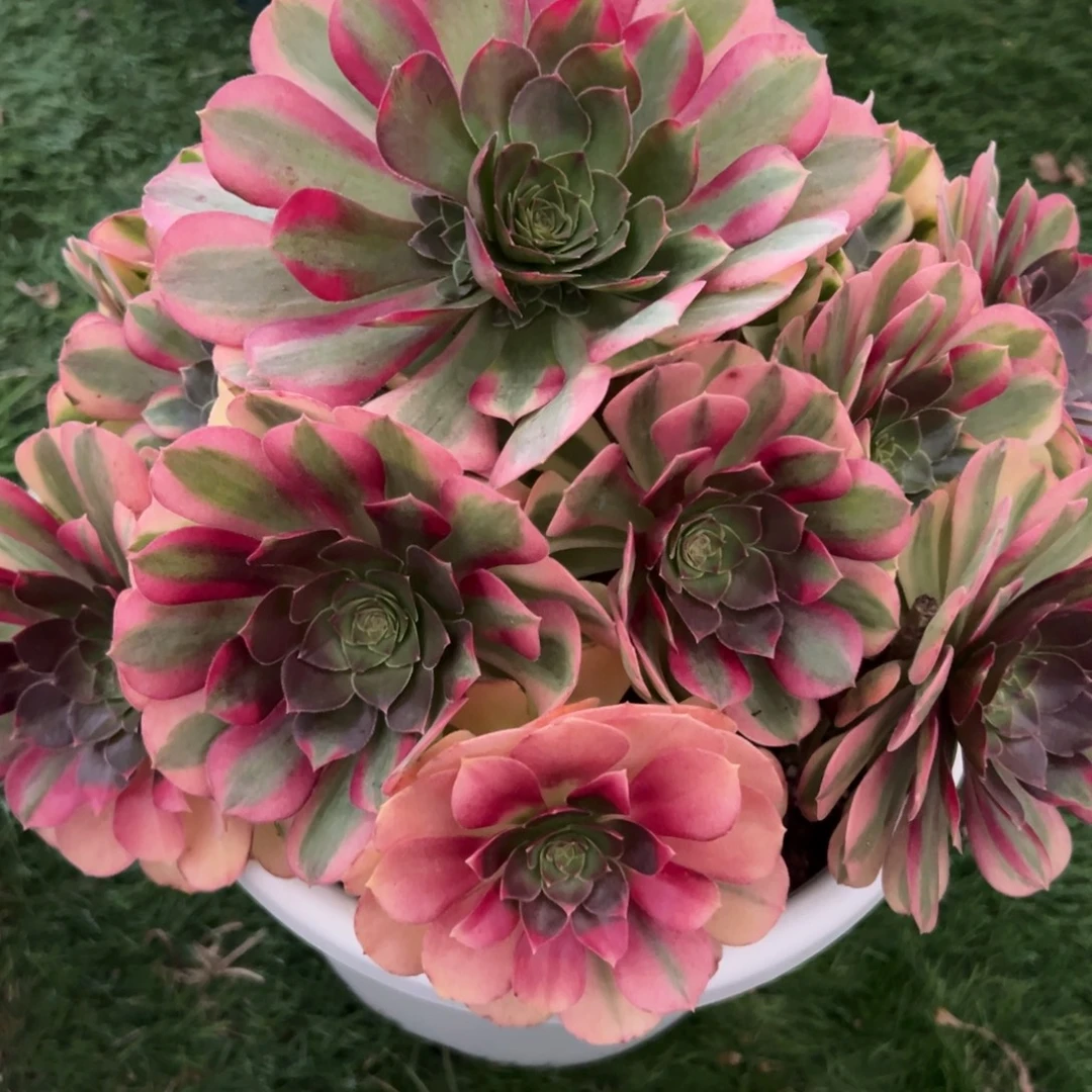 427，雨合多肉植物法师