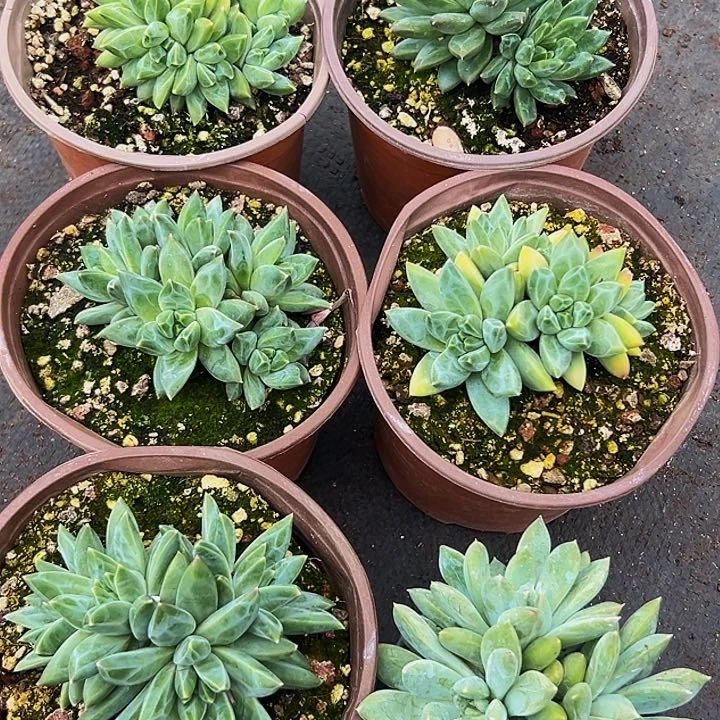 6颗美人系列多肉植物